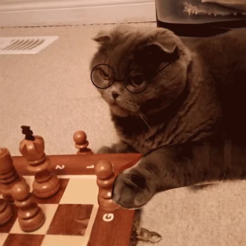 Actual footage of my brain on chess